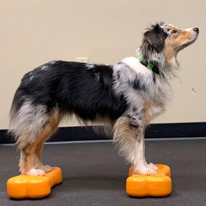 Fitpaws Plataforma de Equilibrio para Mascotas Mascotas